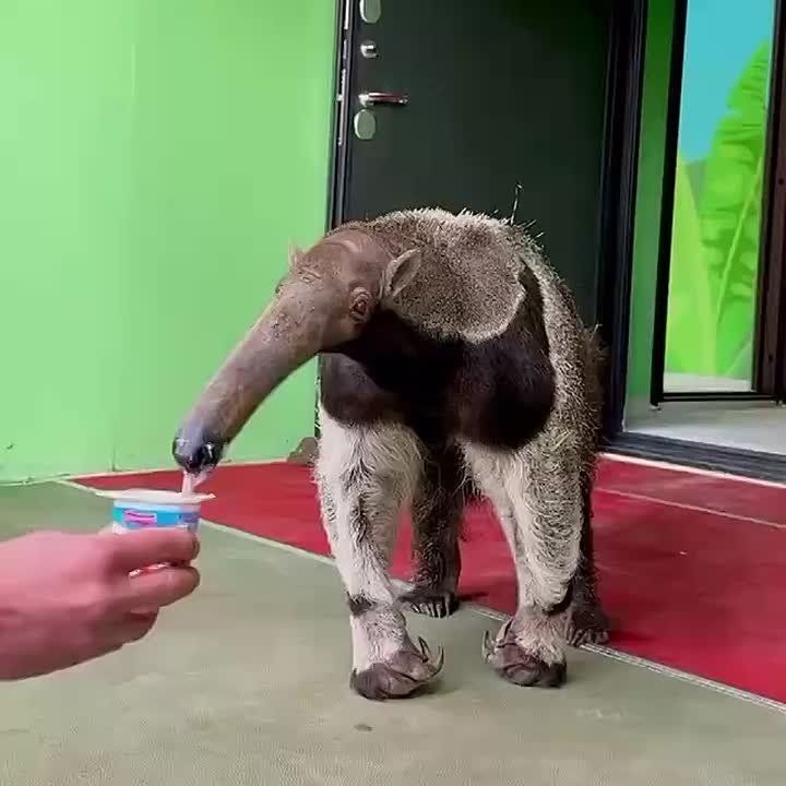 Муравьед Фаня напоминает нашим читателям, что самое время отвлечься от дел и пойти на обед