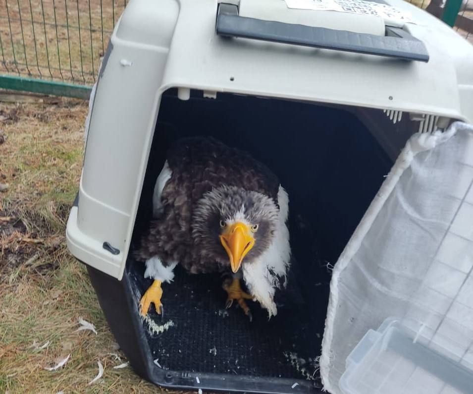 Краснокнижный хищник прилетел в Екатеринбург из Магаданской области
