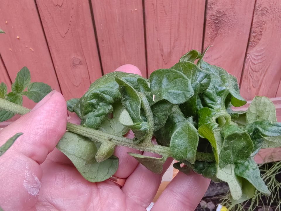 Секреты борьбы с жированием томатов: как спасти урожай