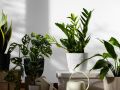 Зимняя забота о комнатных растениях