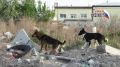 В России может появиться единая служба отлова бездомных собак