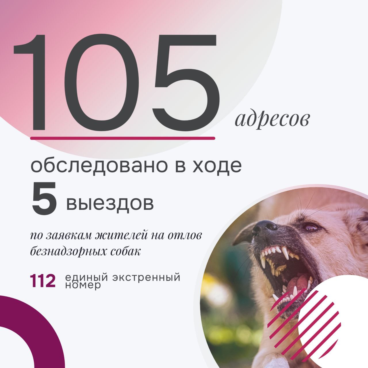 С 13 ноября в Нижнем Тагиле подрядчиками отловлено 37 безнадзорных собак, из них по районам: Ленинский — 3, Тагилстроевский — 12, Дзержинский — 22