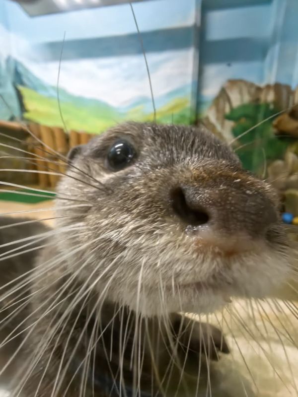 Вас только что обнюхали!. А сделал это новый питомец екатеринбургского зоопарка — самец азиатской бескоготной выдры с симпатичным именем Василек