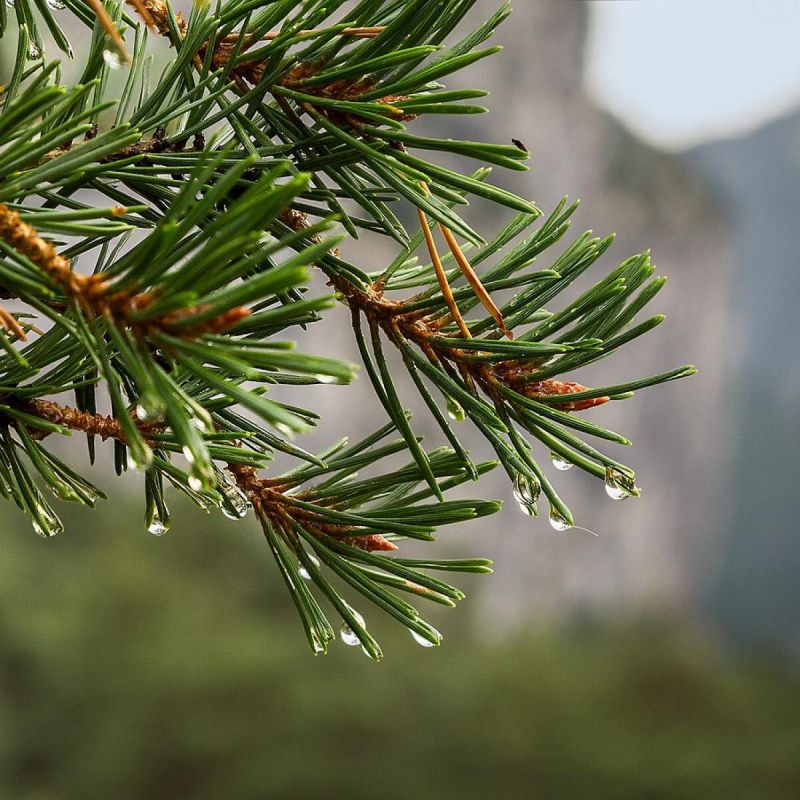 Способы применения хвойного опада: как он помогает вашему участку