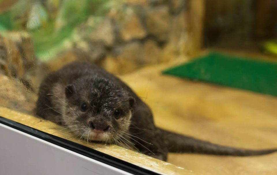 Спешит с вами познакомиться новый питомец Екатеринбургского зоопарка