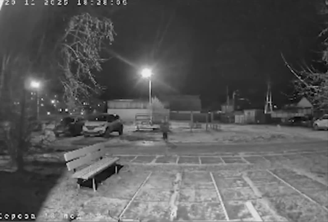 Стая бродячих собак едва не растерзала 8-летнего мальчика во дворе жилого дома в Карпинске Свердловской области