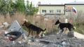 В Карпинске стая бездомных собак атаковала восьмилетнего мальчика