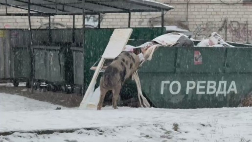 Свинкам в Ревде непогода не помеха