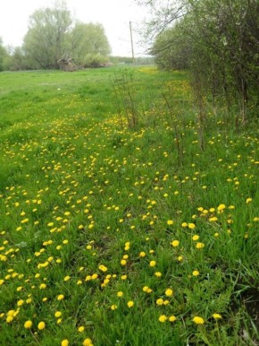 Как победить одуванчики: эффективные методы борьбы с ненужными сорняками на огороде