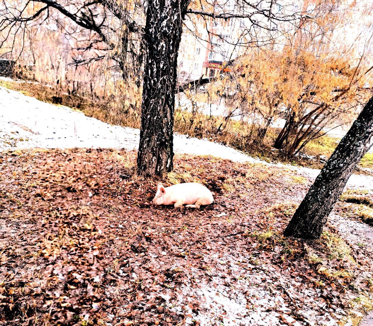 Хрюшкам из Ревды нашли нового хозяина