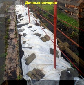 Подготовка ежевики к зиме