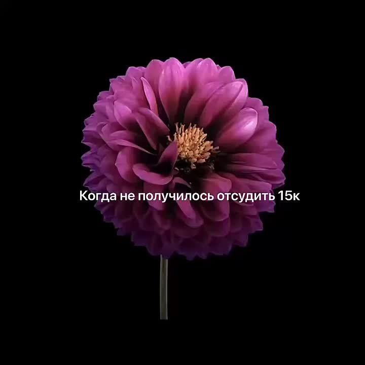 Пермяк судился с цветочным салоном из-за роз, которые засохли на следующий день после покупки