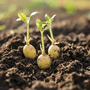 Почему урожай картошки оказывается мелким: основные ошибки огородников