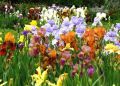 Ирисы: как сделать ваш сад по-настоящему неповторимым
