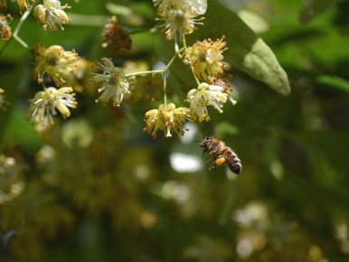 Как вырастить липу: секреты, о которых не расскажут