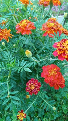 Отпускание обид: путь к легкости души