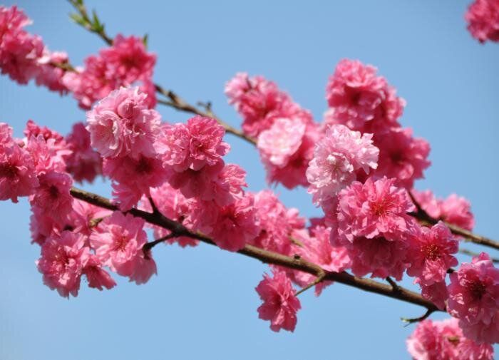 Секреты успешной зимовки персиков