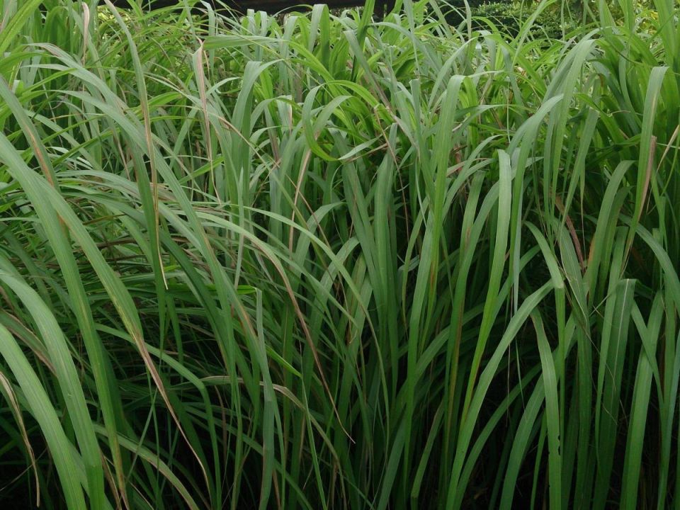 Секрет успеха борьбы с комарами: как ситронелла может стать вашим лучшим другом этим летом