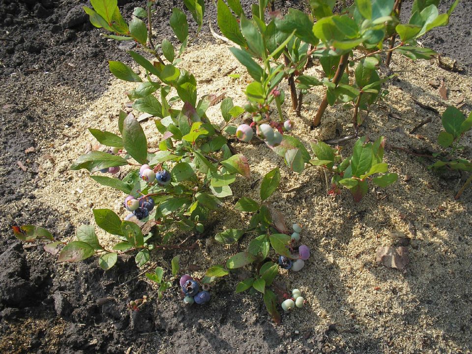 Голубика: секреты успеха и основные этапы ухода