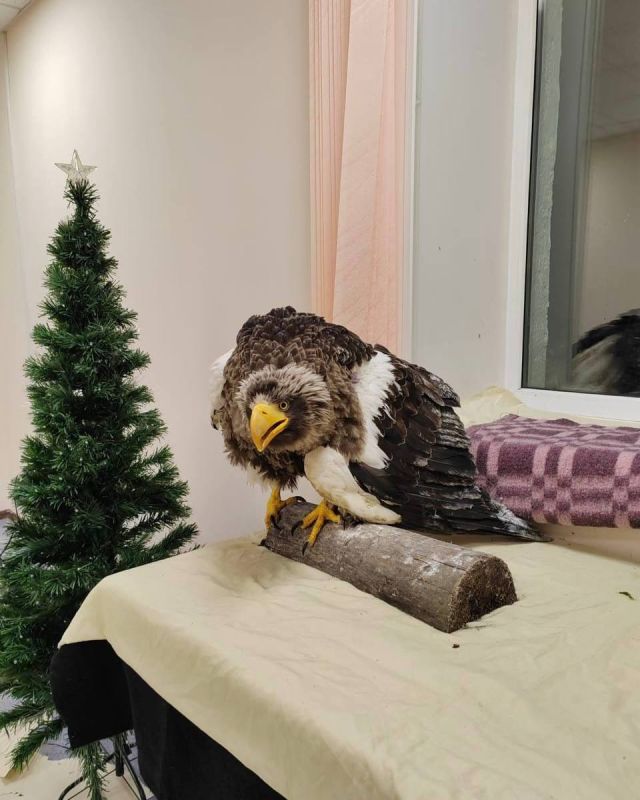 Краснокнижного орлана со сломанным крылом доставили в Екатеринбург из Магадана
