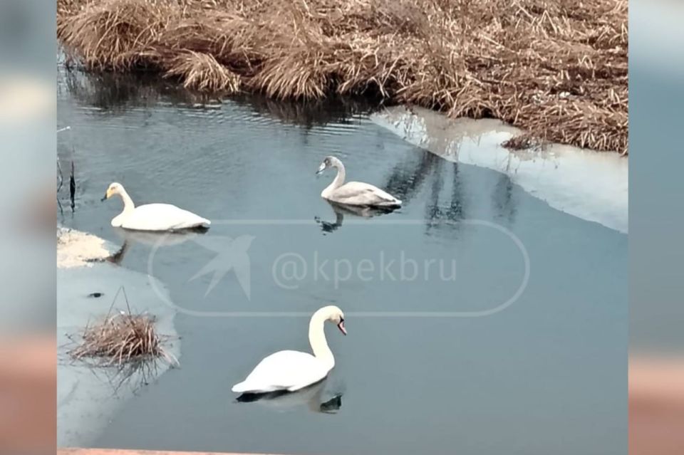 В свердловском поселке замерзают три лебедя