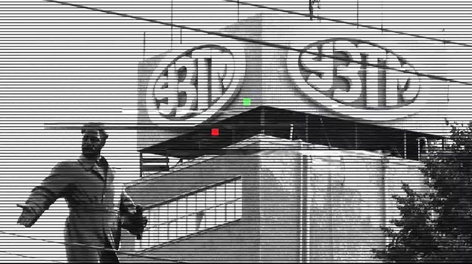 В завершение бешеной недели — стадо кабанчиков из Тюменской области