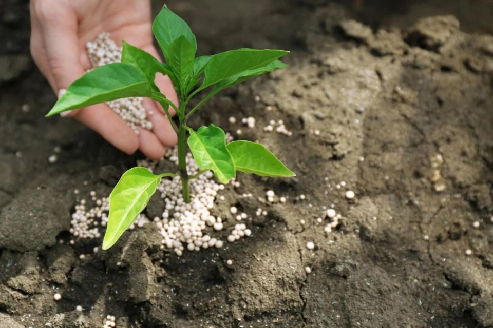 Почему ваши растения могут страдать от дрожжевой подкормки