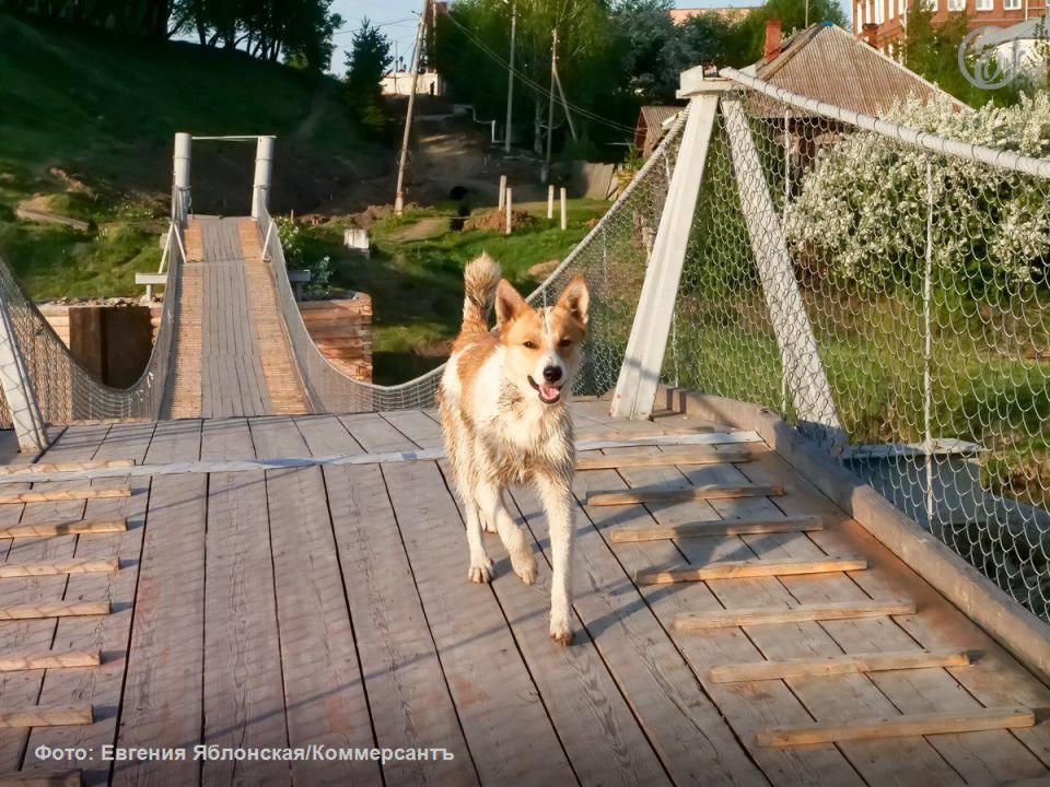 Серовский районный суд (Свердловская область) удовлетворил исковые требования прокурора, возложив на администрацию Гаринского района обязанность в течение 60 дней заключить контракт на отлов безнадзорных животных