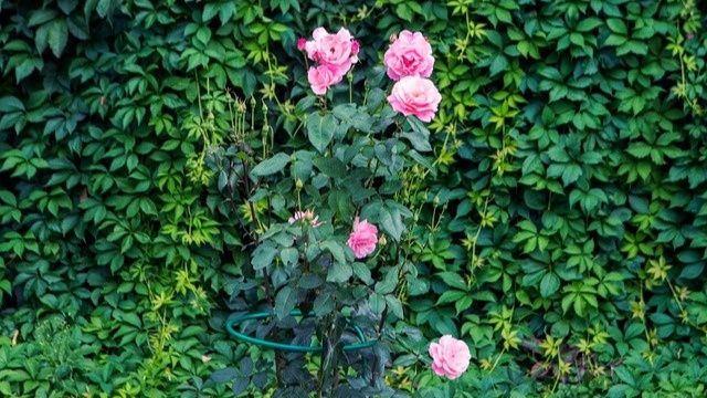 Как осенний уход за розами поможет увеличить количество цветков в следующем сезоне