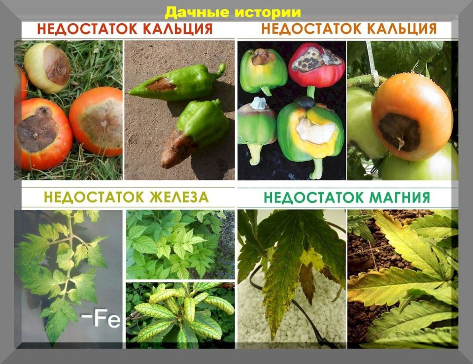 Эффективная подкормка томатов: как обеспечить богатый урожай