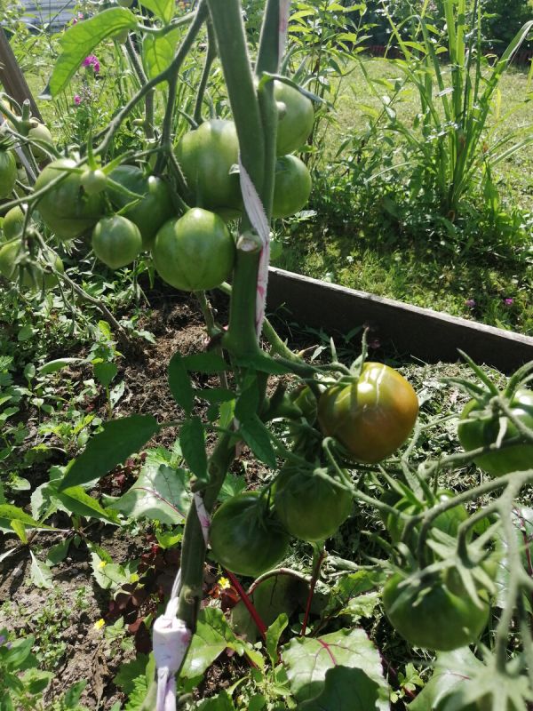 Томаты 2023: неожиданные результаты сбора в Подмосковье