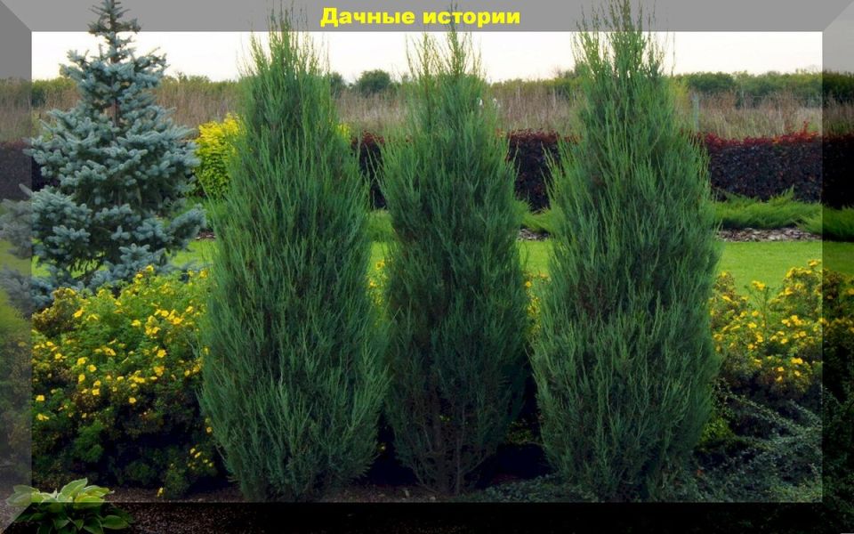 Как создать цветущий сад на солнце и в тени: практическое руководство по выбору растений