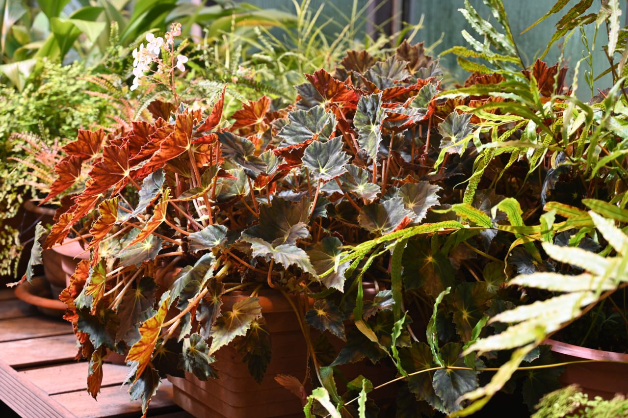 Да, в декабре сад и огород не требуют много внимания