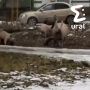 Ревдинских свиней передали администрации, но помогло ли это?