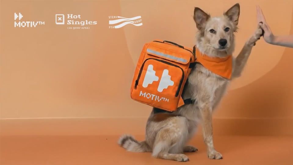 «У собак будет работа». Екатеринбургские активисты рассказали, зачем «оснастили» бездомных собак роутерами с Wi-Fi