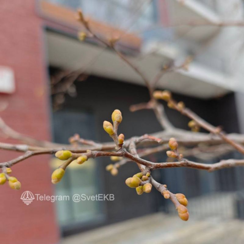 В Екатеринбурге из-за теплой погоды на деревьях появились почки