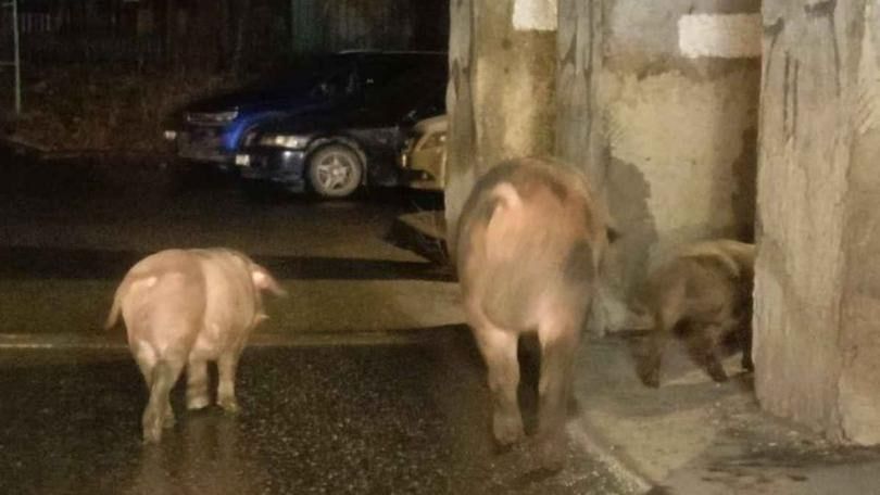 Хрюшки-беглянки из Ревды добрались до Екатеринбурга