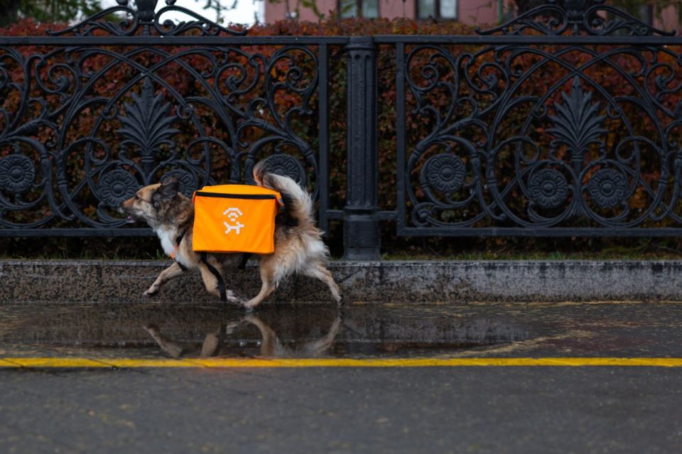 «У собак будет работа». Екатеринбургские активисты рассказали, зачем «оснастили» бездомных собак роутерами с Wi-Fi «У собак будет работа». Екатеринбургские активисты рассказали, зачем «оснастили» бездомных собак роутерами с Wi-Fi