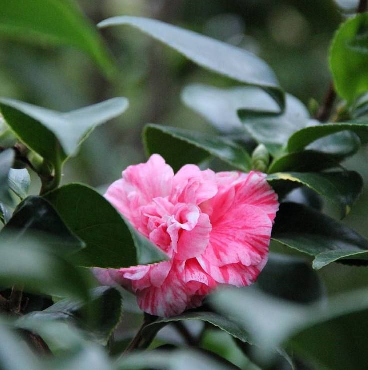 Пока зима на Урале пытается набрать силу, в оранжереях Ботанического сада распускается лето Пока зима на Урале пытается набрать силу, в оранжереях Ботанического сада распускается лето