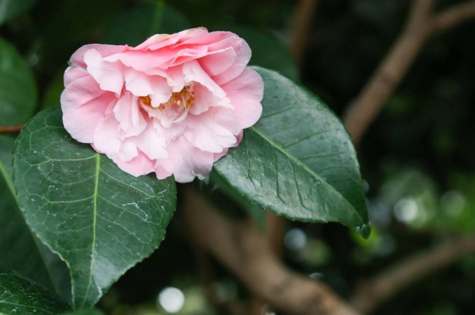 Пока зима на Урале пытается набрать силу, в оранжереях Ботанического сада распускается лето