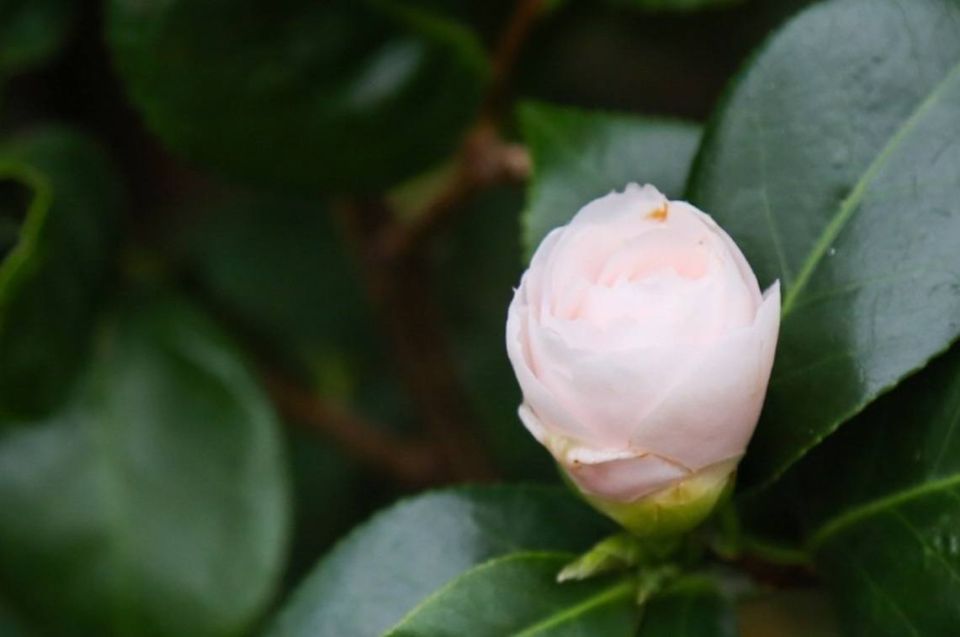 Пока зима на Урале пытается набрать силу, в оранжереях Ботанического сада распускается лето Пока зима на Урале пытается набрать силу, в оранжереях Ботанического сада распускается лето