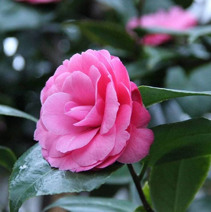 Пока зима на Урале пытается набрать силу, в оранжереях Ботанического сада распускается лето Пока зима на Урале пытается набрать силу, в оранжереях Ботанического сада распускается лето