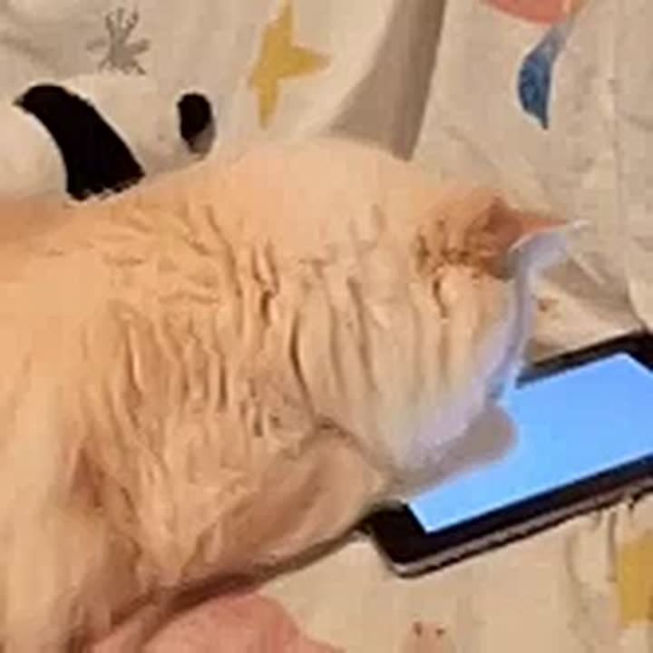 В Госдуме предложили создать детские «белые смартфоны»