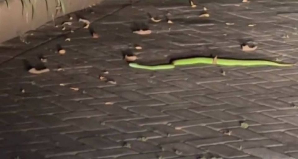 Кошка спасла семью туристов из Екатеринбурга Кошка спасла семью туристов из Екатеринбурга