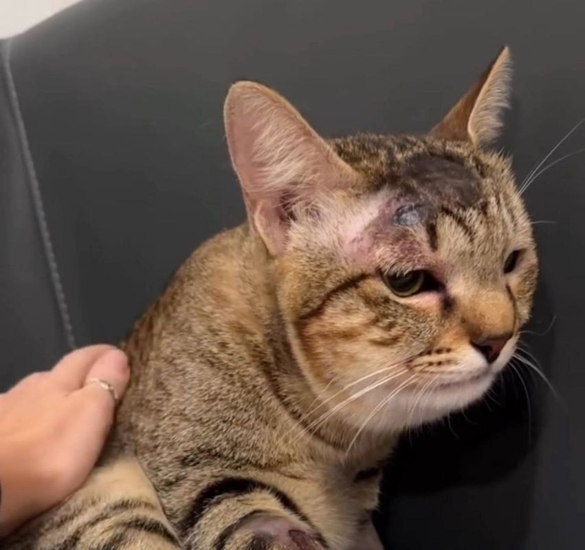 Кошка спасла семью туристов из Екатеринбурга