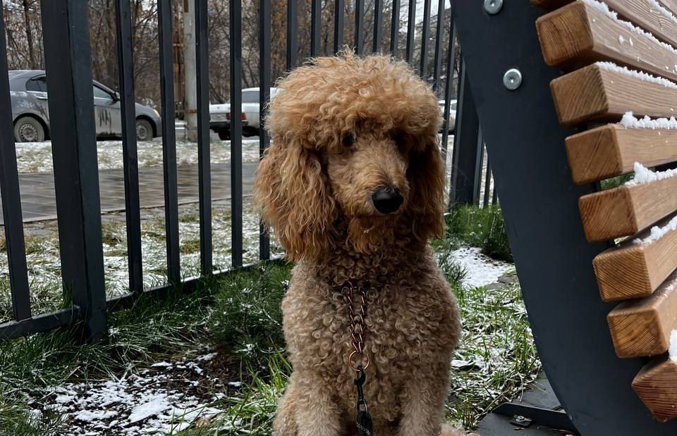 В Екатеринбурге на улице у детской больницы несколько дней сидит привязанная собака