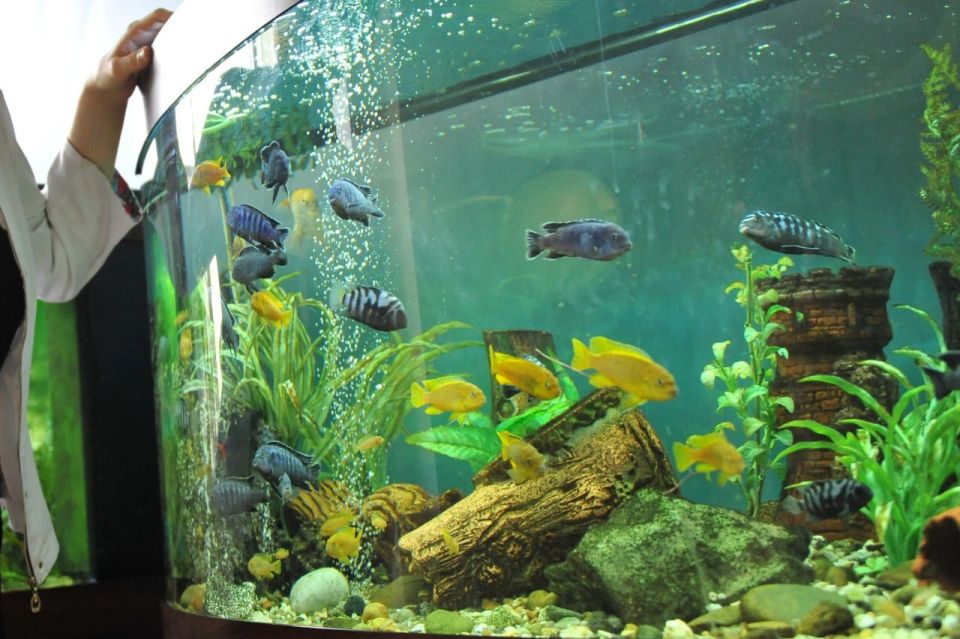 В аэропорт Екатеринбурга 4 декабря доставили 7 409 аквариумных декоративных рыб из Индонезии и Сингапура