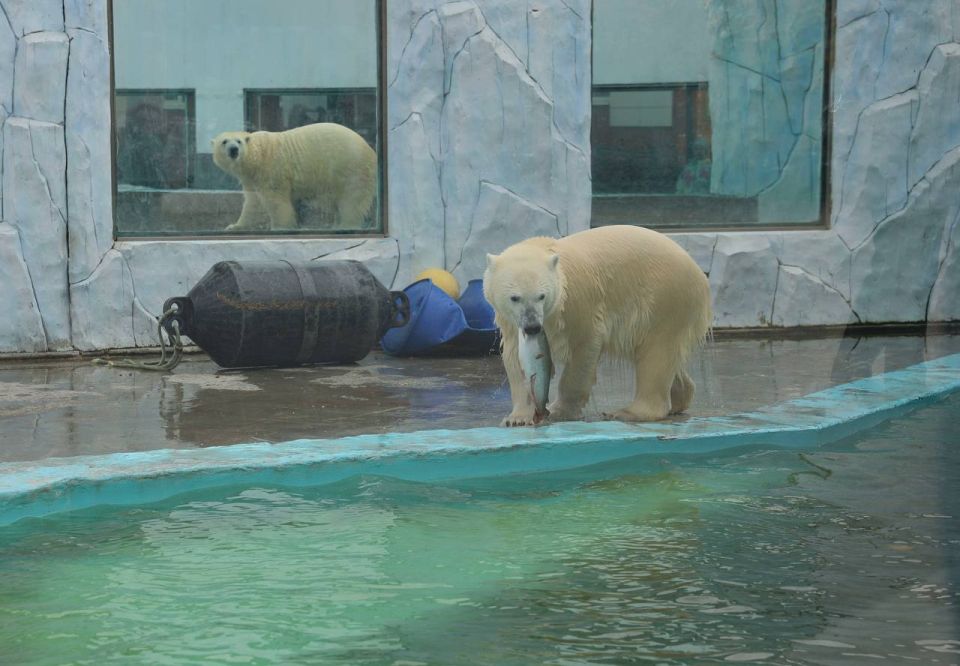 Особый день сегодня в Екатеринбургском зоопарке — День рождения белого медведя Вилюя