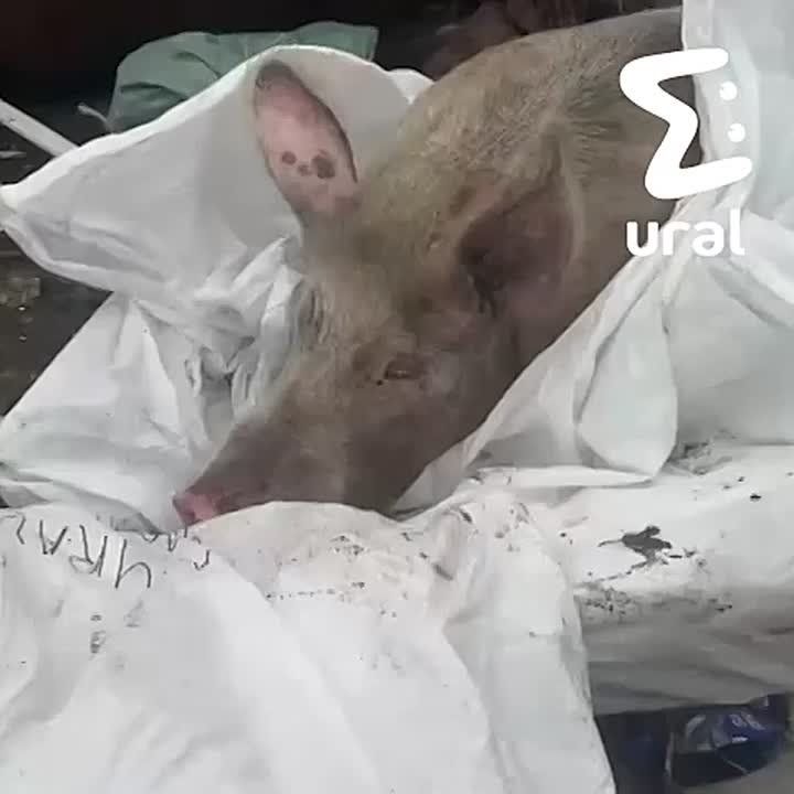 Владелец ревдинских свинопотамов не хочет отдавать их администрации