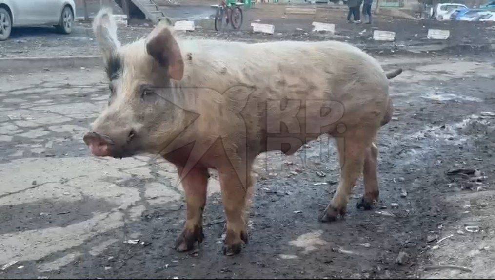 Фермер Анатолий Лутков, чьи свиньи пакостят на улицах Ревды, подал апелляцию на решение городского суда